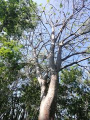 Cnidoscolus megacanthus