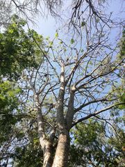 Cnidoscolus megacanthus