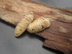 Cephenemyia