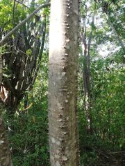 Cnidoscolus megacanthus