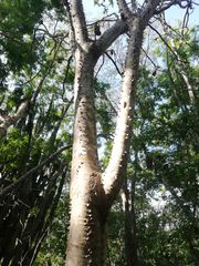 Cnidoscolus megacanthus