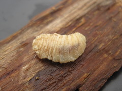 Cephenemyia