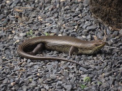 Trachylepis brevicollis