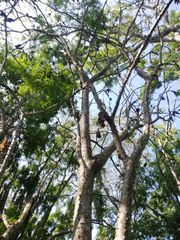 Cnidoscolus megacanthus