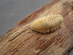 Cephenemyia
