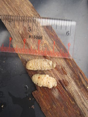 Cephenemyia