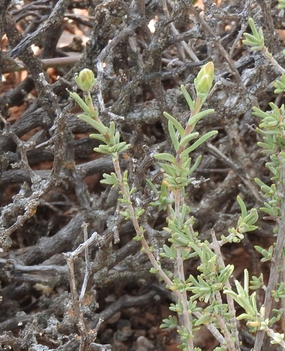 Warty Gumbush (Pteronia succulenta)