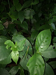 Jimenezia elegans