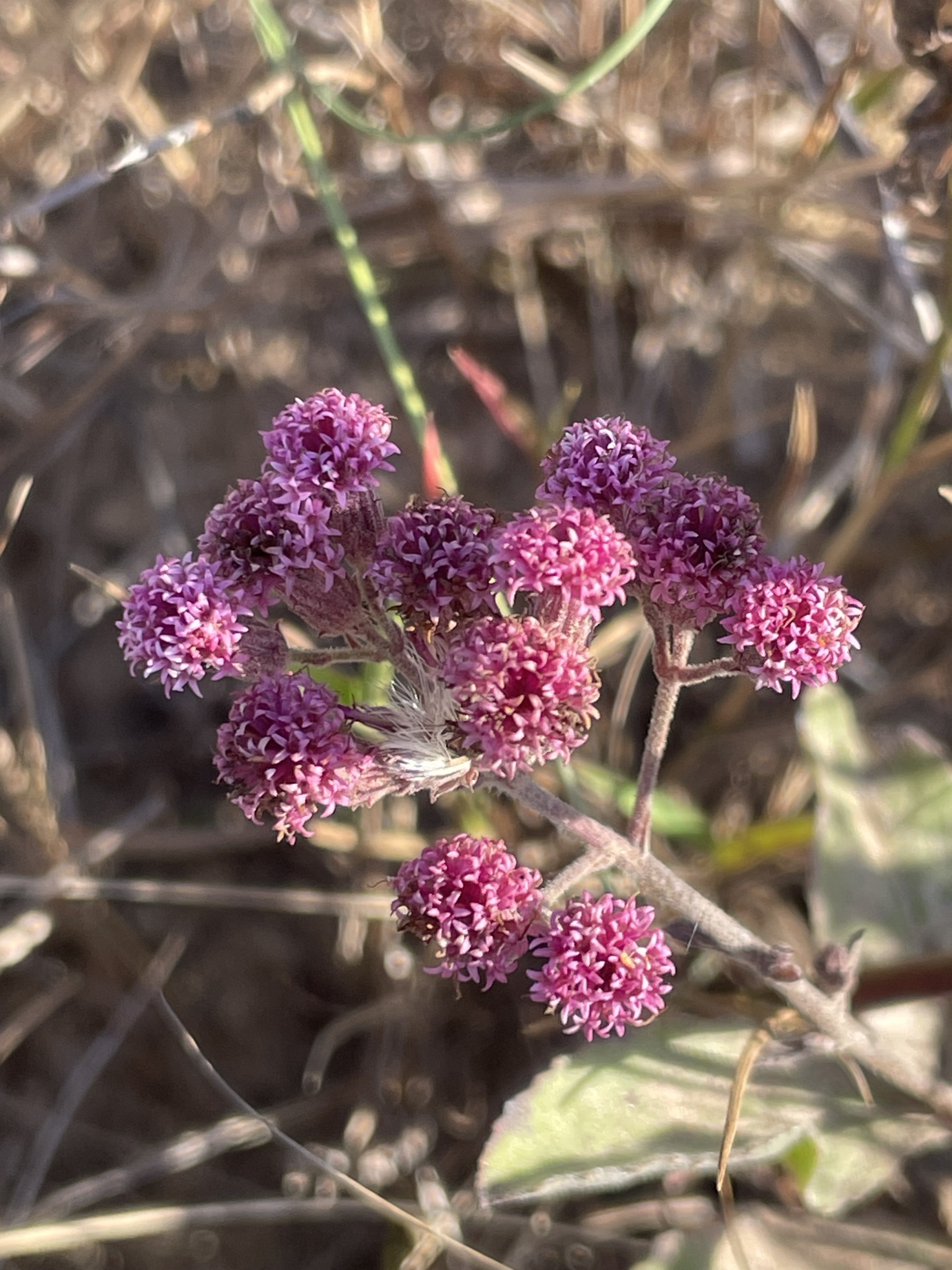 Chrysolaena flexuosa