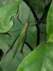 Jimenezia elegans