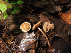Dermoloma pseudocuneifolium