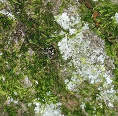 Lepiseodina conspicua