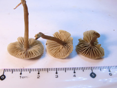 Dermoloma pseudocuneifolium