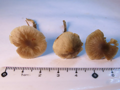 Dermoloma pseudocuneifolium