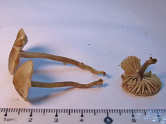 Dermoloma pseudocuneifolium