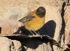 Phrygilus atriceps