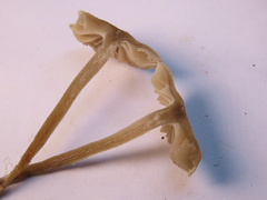 Dermoloma pseudocuneifolium