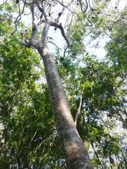 Cnidoscolus megacanthus