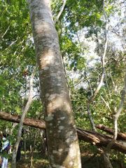 Cnidoscolus megacanthus