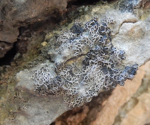 Speerschneidera euploca (Tuck.) Trevis.