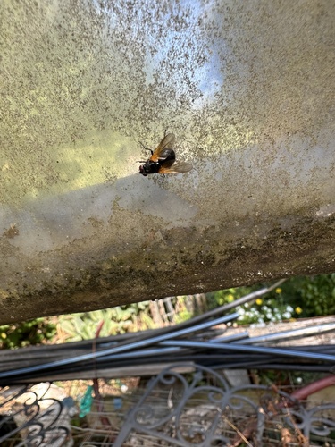 Unknown species found near Western Washington University, Bellingham, WA, US