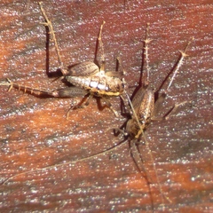 Ceuthophilus maculatus