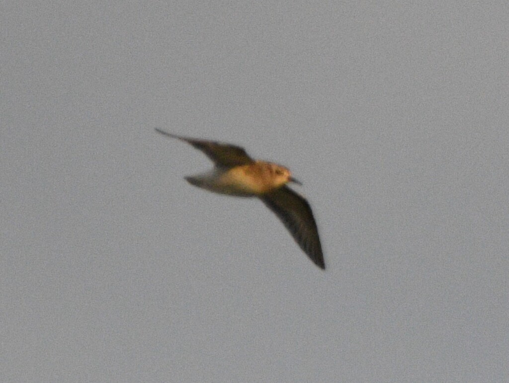 Observation from Hyrcanian Forests