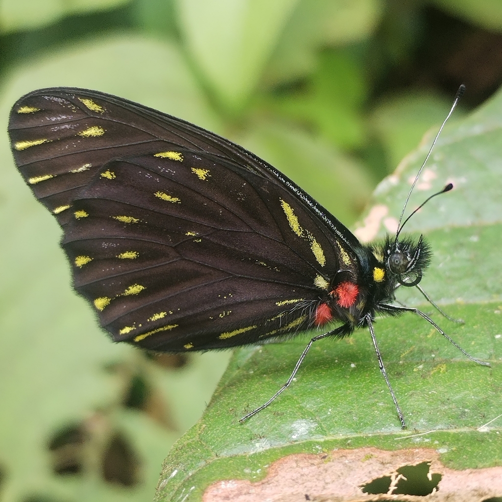 Catasticta teutamis