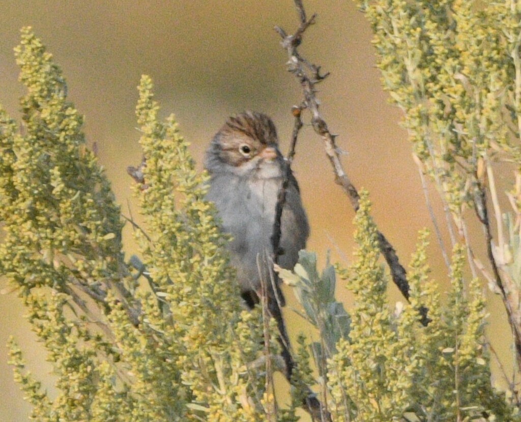Observation from Hyrcanian Forests