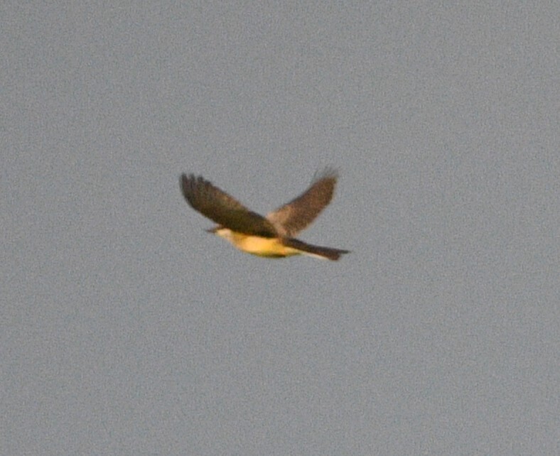 Observation from Hyrcanian Forests