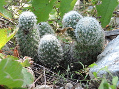 Mammillaria phitauiana