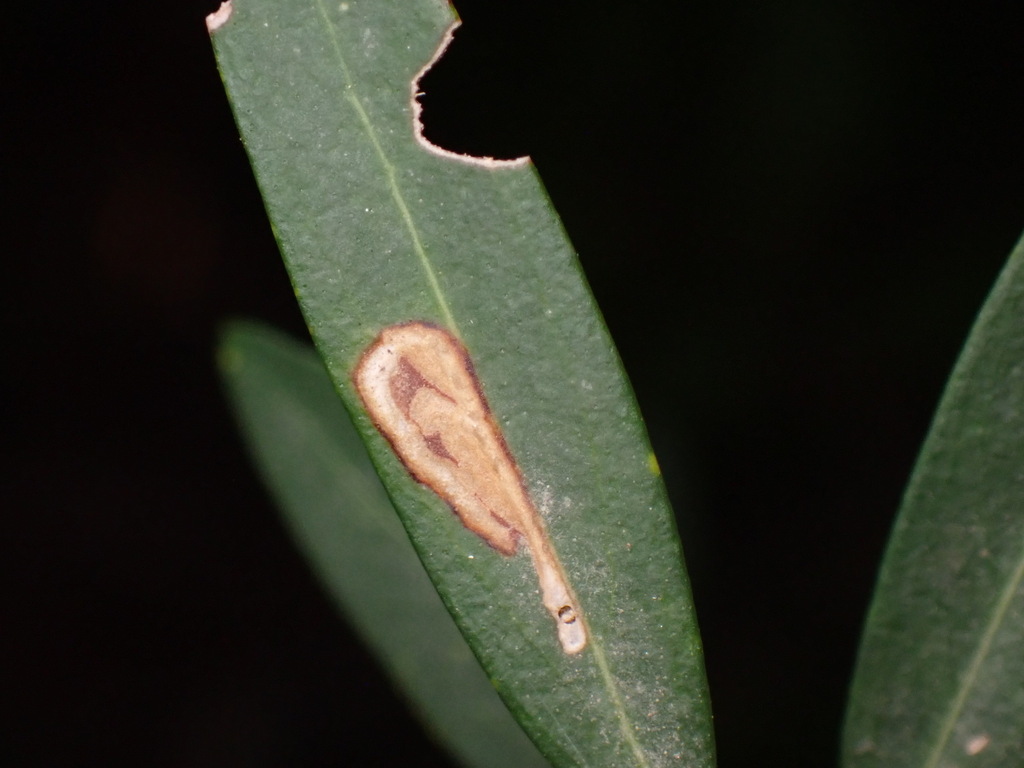 Rosetea rosetella