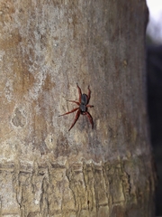 Trachelopachys