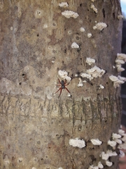 Trachelopachys
