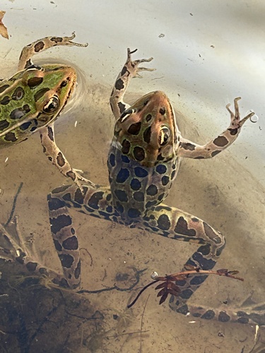 Leopard Frog