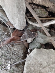 Bicilia iarchasalis