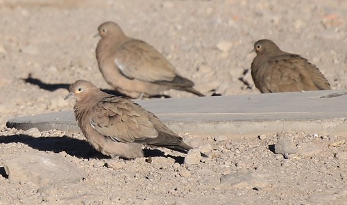 Black-winged Ground Dove