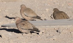 Black-Winged Ground Dove photo 3