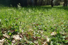 Poa bulbosa vivipara