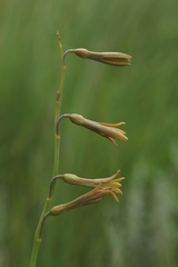 Dipcadi marlothii