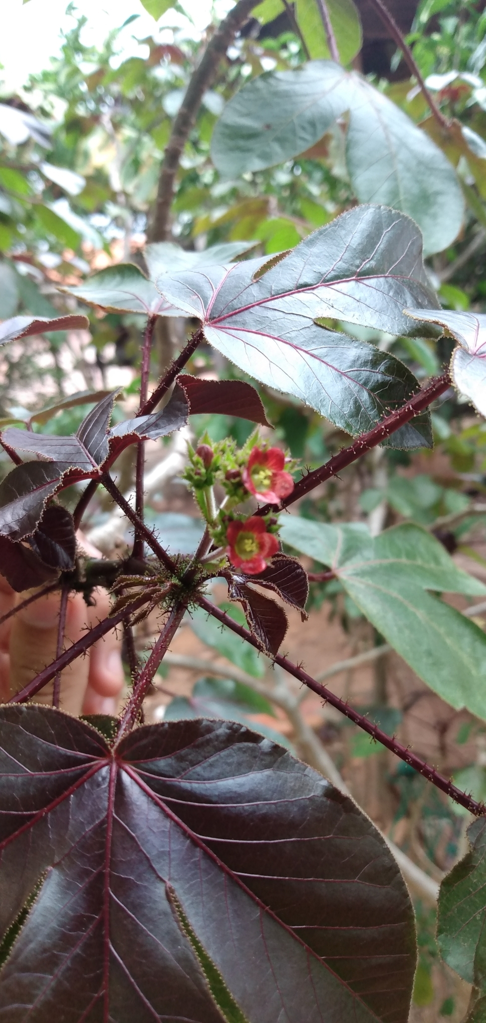 Jatropha gossypiifolia