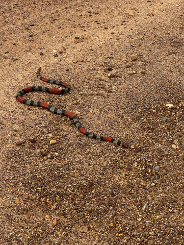 Southern Coralsnake