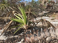 Coccothrinax argentata