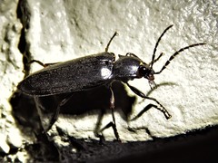 Perissarthron trapezium