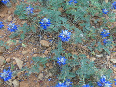 Dalea azurea