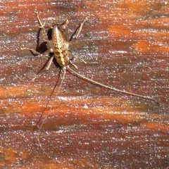 Ceuthophilus maculatus