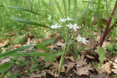Ornithogalum umbellatum
