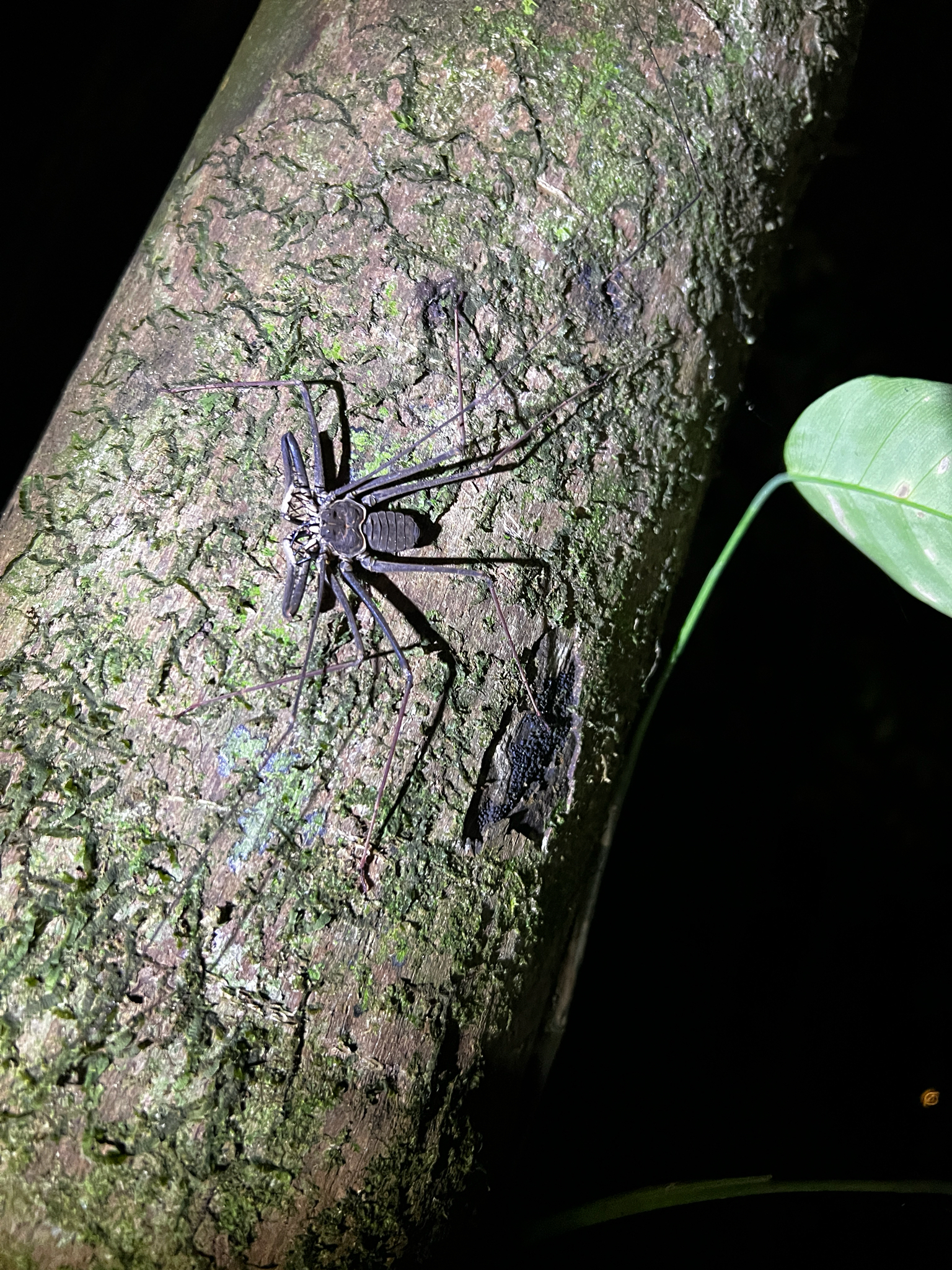 Heterophrynus batesii (Butler, 1873)