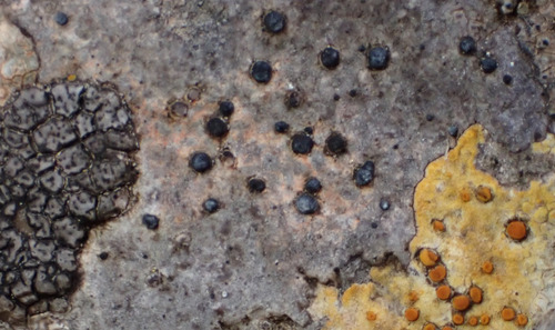 Caloplaca alociza