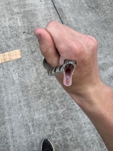 Common Watersnake photographed in Georgia
